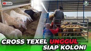 BETINA CROSS TEXEL UNGGUL SIAPAN KOLONI