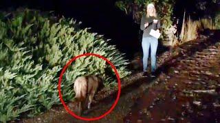 Did a Mountain Lion Just Photobomb This Reporter’s Live Shot?