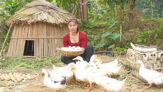 Harvesting Ducks Eggs Go To Market Sell - Cooking Duck Eggs For Sell | Tieu Toan New Life