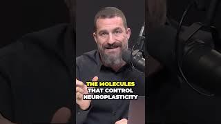 What is really important to know for the peak of YOUR focus!! Andrew Huberman