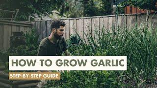 How to Grow Garlic | FULL Seed to Harvest Video Guide!