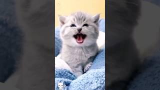 Cute baby kitten sound ️