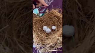 DIY bird nest | School project for kids