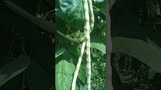 The half-meter green beans I picked. #shortvideo #farmtime