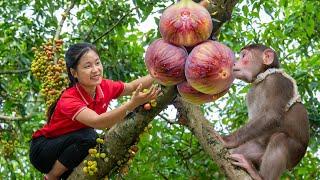 Harvest Sugar Figs Goes to market sell - Wilderness Cooking with Otis | Ella Daily Life