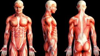 The MUSCULAR SYSTEM explained: how it works and the main muscles‍