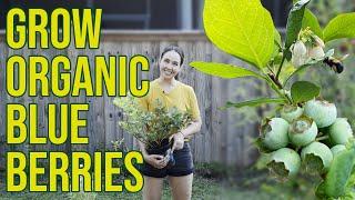 Grow Blueberries Organically for Cheap Using Regenerative Agriculture Practices