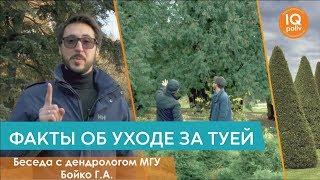 Как ПРАВИЛЬНО УХАЖИВАТЬ за ТУЯМИ? - Мнение эксперта