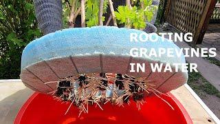 How to Quickly and Easily Root GRAPE Cuttings in Water | Propagation of Grapevine by Cuttings