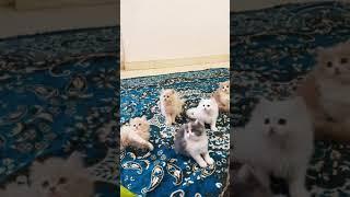 Persian cat kittens |catsbae cattery | #createwithcare