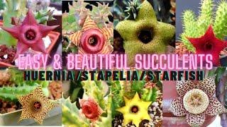 EASY & BEAUTIFUL SUCCULENTS ( Huernia /Stapelia/Starfish / Stink Plants) with FLOWERS 