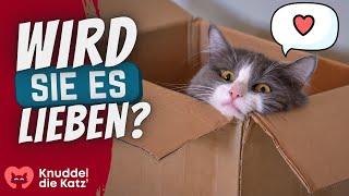 Katzen-Langeweile adé | 8 MEGA Tipps für mehr Abwechslung im Katzenhaushalt