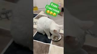 Ужин в постель #маизаируна #обедве #белыекошки #catshorts #youtubecatvideos #cat #shortsyoutube