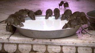 Would You Drink the Milk at This Indian Rat Temple?