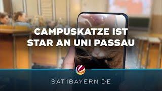 Tierischer-Star in Passau: Campuskatze “Kadu” geht viral