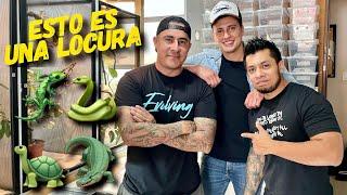 Geckos!! Dragon Barbudos Tortugas Serpientes y mas !!!