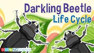 Darkling Beetle (Mealworm) Life Cycle