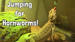 Jumping for Hornworms! - Our Animals React to Getting Extra Treats! 