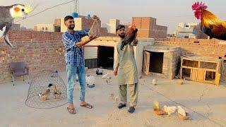 Cockatiel Parrots Agae Desi Murgha Kaha Se Aya 