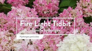 30 Seconds with Fire Light Tidbit®