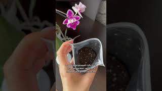 Артикул на Wildberries 303523673 Реклама ООО "ЦИМУС". ИНН: 7751281213. Erid: 2Vtzqw433B3 #орхидеи