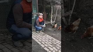 Как поймать курицу ️ #курятникнадаче #мастерhouse