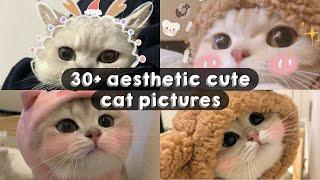 . . .30+ aesthetic cute cat pictures. . .