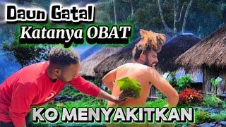 POLISI GIMBAL TERAPI DAUN GATAL ( OBAT TRADISIONAL MASYARAKAT PAPUA )