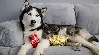 My Huskies Had A Movie Night Without Me!