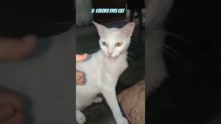 cat's eyes different colors #viral # Hiba Arslan Vlogs