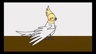 BIRB WALK - Cockatiel animation