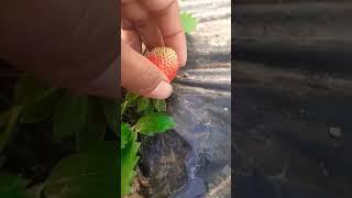 New Strawberry Season | Strawberry Fruit Farming | Strawberry Farming Information | Strawberry Farm