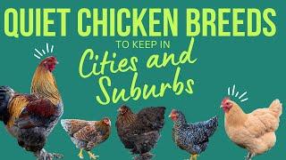 Quiet Chicken Breeds to Keep in City and/or Suburban Home