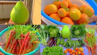 Bumper Harvest Of Organic Vegetables From My Rooftop Terrace Garden/Harvesting Organic Vegetables