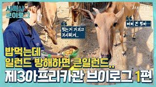 내 거친 생각과 불안한 눈빛과~ 그걸 지켜보는 제3아프리카관 맹수들! | The 3rd African Pavilion beasts!