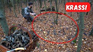 Totentrompeten APOKALYPSE - Der komplette Wald steht voll! Pilze sammeln im November