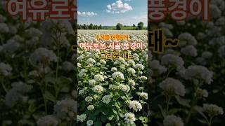 여유로운 시골풍경이 그리울때~#여행 #휴식#시골 #힐링여행
