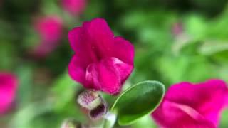 Plant Profile: Texas Skullcap - Scutellaria suffrutescens