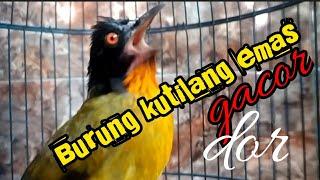 Burung kutilang emas gacor dor