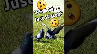 Is This the Funniest Bird Fight Ever? 