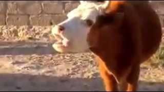 The funny talking cow