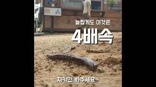 경주국립공원 민달팽이 영상