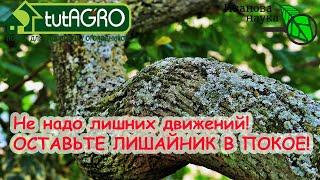 Ненужная работа в саду. НЕ СЛУШАЙТЕ ГЛУПЫХ О ЛИШАЙНИКАХ!