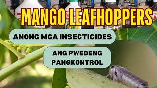 MANGO LEAFHOPPERS: ANONG INSECTICIDE ANG PWEDENG PANGKONTROL