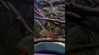 The most beautiful cichlid Pair of Mesoheros festae aka Red Terror / Male & female #cichlid