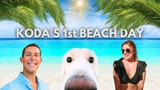 Day In The Life Of A Golden Retriever Puppy | Florida Beach Vlog