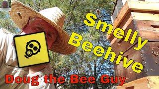 Smelly Beehive | Why Does My Beehive Smell