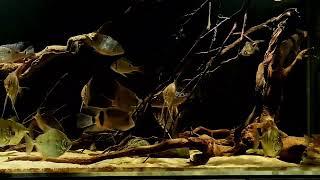 | Creation II | Altum Biotope Themed Aquarium