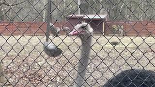 Ostrich Pecking a Ladle