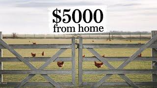 Make $5000 Monthly Breeding Rhode Island Red Chickens From Home!